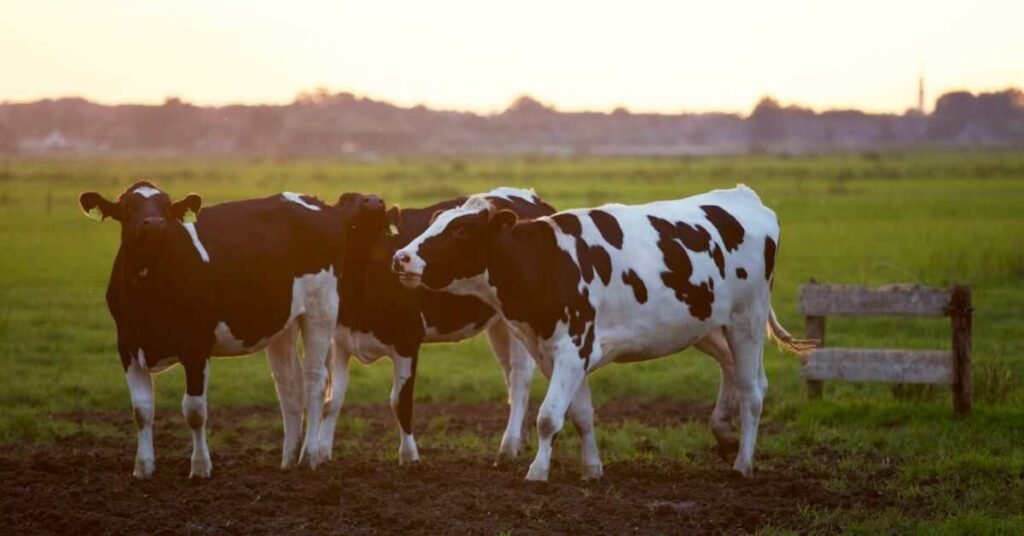 how to start a dairy business in india