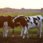 how to start a dairy business in india